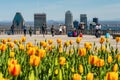 Tulips blooming at top of Mount Royal, Montreal skyline in distance Royalty Free Stock Photo