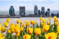 Tulips blooming at top of Mount Royal, Montreal skyline in distance Royalty Free Stock Photo