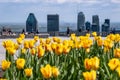 Tulips blooming at top of Mount Royal, Montreal skyline in distance Royalty Free Stock Photo