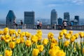 Tulips blooming at top of Mount Royal, Montreal skyline in distance Royalty Free Stock Photo