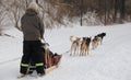 Dog sledding came to Montreal