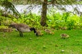Canadian Goose family at Heron Island