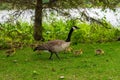 Canadian Goose promenade at Heron Island