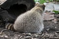 Raccoon turning it`s back Royalty Free Stock Photo