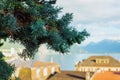 Montreux, Switzerland - Small round fir cones in green foliage