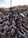 Montrose Lighthouse seaweed Path Beach