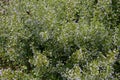 Montrose White Calamint   820201 Royalty Free Stock Photo