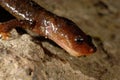 Montseny brook salamander Calotriton arnoldi in Montseny, Gerona, Spain Royalty Free Stock Photo