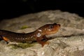 Montseny brook salamander Calotriton arnoldi in Montseny, Gerona, Spain Royalty Free Stock Photo