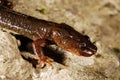 Montseny brook salamander Calotriton arnoldi in Montseny, Gerona, Spain Royalty Free Stock Photo