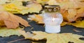 Monument and candles in the cemetery. All Saints Day in Poland. Candle in the cemetery. Candle in the yellow leaves. Royalty Free Stock Photo