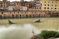 Monument dedicated to the sardine in the Segura rivers