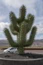 Monument of a cactus Royalty Free Stock Photo