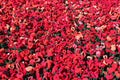 knitted poppies in kings park (australia)