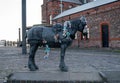 Monument of the Liverpool working horse on the quayside by the Museum of Liverpool