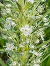 Monument Plant - Green Gentian