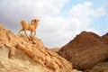 Monument of sheep, chebika, tunisia