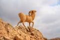 Monument of sheep, chebika, tunisia