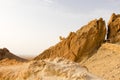 Mountain sheep in Atlas mountain oasis Chebika, Tunisia, Africa Royalty Free Stock Photo