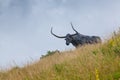 Monument to the bull Royalty Free Stock Photo