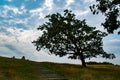 Monument tree in Lindholm hoje viking park and museum, Denmark