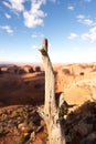 Monument Valley Ironwood Tree Branch Royalty Free Stock Photo
