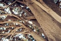 Monumental ancient tree in Parco Colonna, famous public garden in Taormina, Sicily, Italy Royalty Free Stock Photo