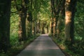 Country Road with trees along the side