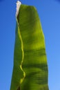 Monumental enigmatic banana leaf Royalty Free Stock Photo