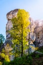 Monumental sandstone rock formation in the miidle of spring forest of Bohemian Paradise, Czech: Cesky raj, Czech Royalty Free Stock Photo