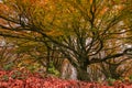 Monumental and secular beech tree in the famous italian forest of Canfaito