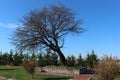 Monument tree Royalty Free Stock Photo