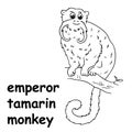 Kids line illustration coloring emperor tamarin monkey. outline vector for children. cute cartoon characters