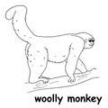 Kids line illustration coloring woolly monkey. outline vector for children. cute cartoon characters