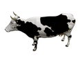 Moo Royalty Free Stock Photo