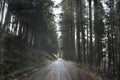 A moody, atmospheric road. Between a line of pine trees. With a grunge, vintage, artistic edit