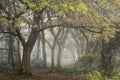 Moody atmospheric woodland Autumn Fall landscape image with mystical ethereal feel Royalty Free Stock Photo