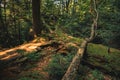 Moody autumn forest felling tree after storm picturesque atmospheric outdoor environment space highland