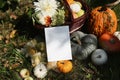 Moody autumn garden harvest composition. Wicker basket with apples, dahlia flowers. Pumpkins, corns and fall leaves on