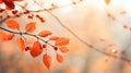 Moody autumnal dry tree leaves with red wild berries on a blurred background. Natural and organic October background. Autumn