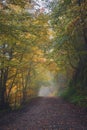 Road in an autumnal foggy forest on a rainy day in Asturias  Spain. Royalty Free Stock Photo