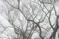 Moody Background With Tree Branches Silhouette In Fog