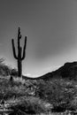 A moody, black and white photo of a lone Saguaro Cactus in a valley between two hills. Royalty Free Stock Photo