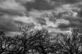 Moody Black and White Winter Image of Clouds and Silhouette of Leafless Trees Royalty Free Stock Photo