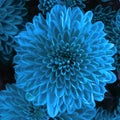 moody blue chrysanthemum flower head