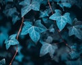 Moody Blue Ivy Leaves in a Mysterious Forest Royalty Free Stock Photo