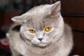 Moody cat Royalty Free Stock Photo