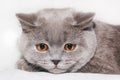 Moody cat Royalty Free Stock Photo
