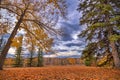 Moody Clouds Over An Autumn Park Royalty Free Stock Photo