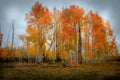 Moody and cloudy view of a forest of vibrantly colored birch and aspen tree in the autumn